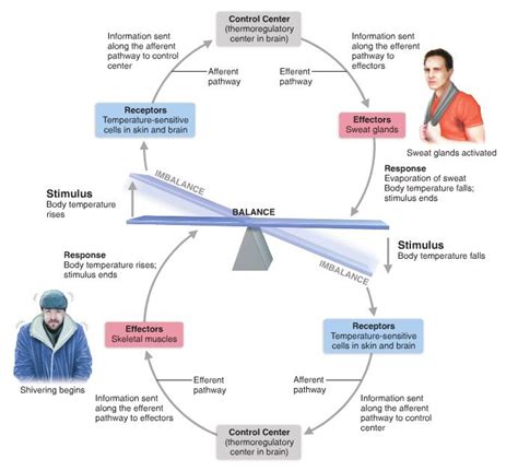 This is a photo of homeostasis which is also needed to be considered a ...