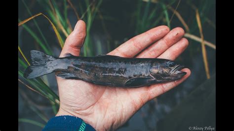 Trout fishing in Karelia. Autumn. Black water - black trout! Day Three. - YouTube