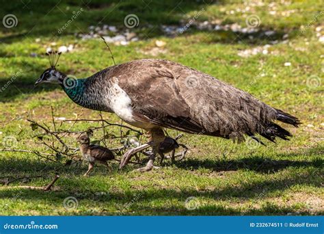 The Indian Peafowl Mom with Little Babies. Blue Peafowl, Pavo Cristatus ...