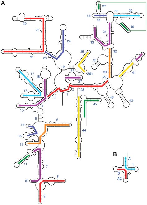 RNA Structure: Reading the Ribosome | Science