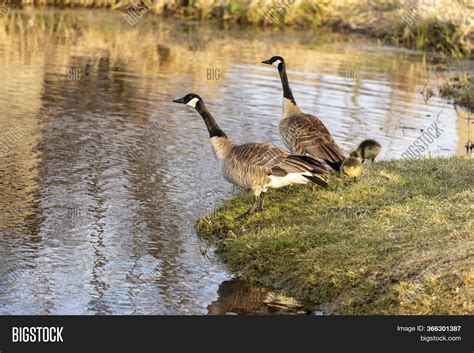 Canadian Geese Image & Photo (Free Trial) | Bigstock