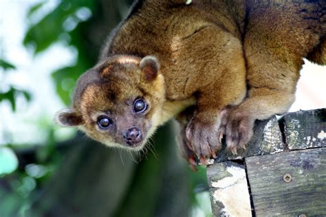 Kinkajou - Carolina Tiger Rescue