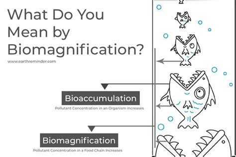 Biomagnification - Causes and Effects with Examples | Earth Reminder