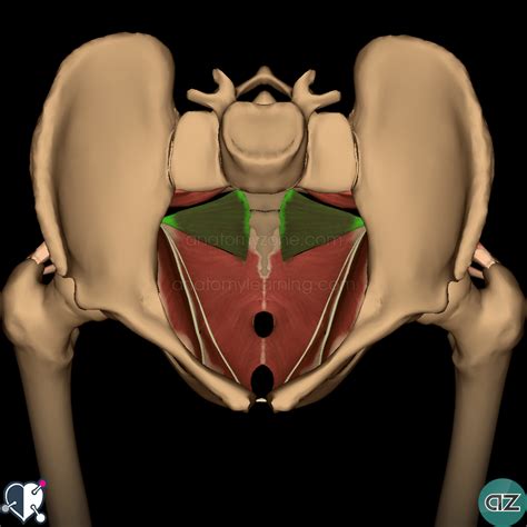 Pelvic Anatomy / Female Pelvic Anatomy Bones - The lesser or true pelvis (pelvis minor).—the ...