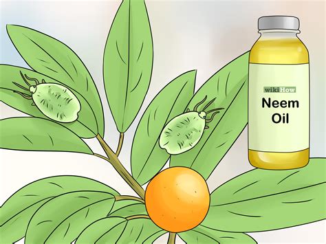 3 Ways to Grow Kumquat - wikiHow