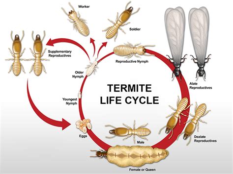 Termite Control and Management Services Brisbane | All Bugs