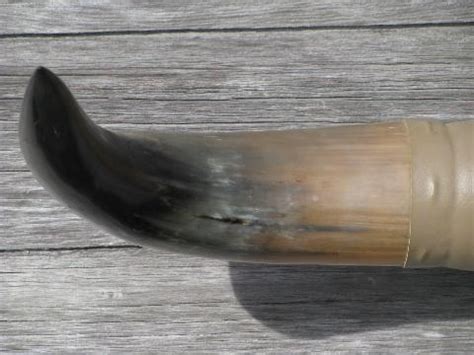 southwest longhorn cattle horns mount, western camp / cowboy dude ranch ...