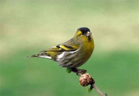 Carduelis spinus, Siskin, identification guide