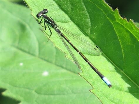 Bluets & Forktails | Backyard and Beyond