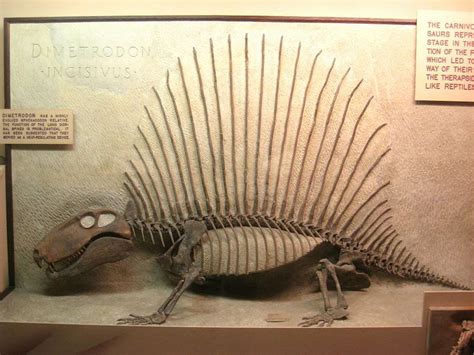 10 Facts About Dimetrodon, the Non-Dinosaur "Dinosaur"