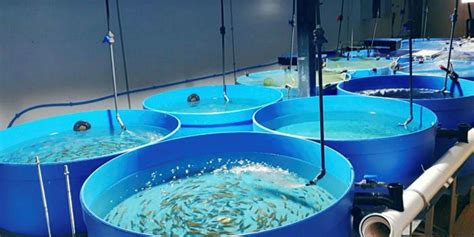 UK’s first tilapia hatchery opens up in Wales | IntraFish.com