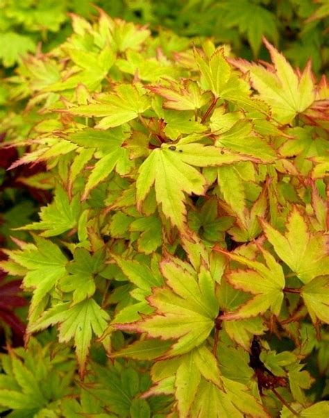 Japanese Maple Dwarf 'Coonara Pygmy' 13" Pot - Hello Hello Plants & Garden Supplies