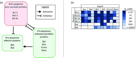 A simplified view of the intrinsic apoptosis pathway and Bcl-2 family... | Download Scientific ...