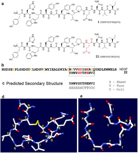 (a) Chemical structure of peptide 1 (GE11) and peptide analogue 22. (b ...