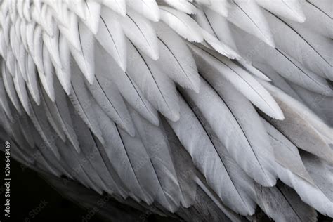 texture, bird, feather, pattern, abstract, macro, paper, wings, fur, nature, animal, detail ...