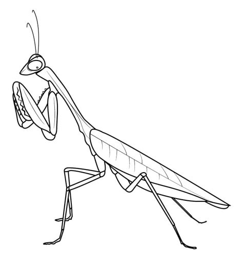 Praying Mantis Coloring Pages - Free Printable Coloring Pages for Kids