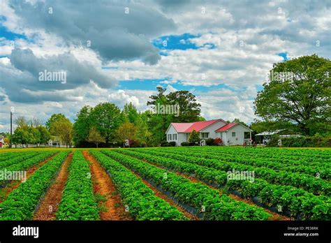 A beautiful cloudy American farm landscape with a house and rows of crops Stock Photo - Alamy