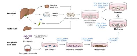 Organoids to model liver disease - JHEP Reports