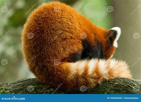 Red panda in the forest stock photo. Image of black - 166343620