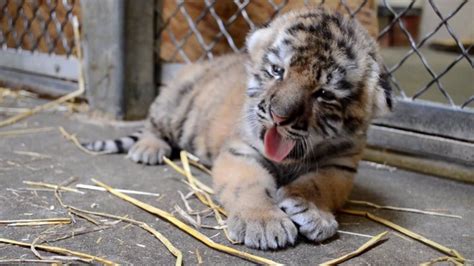 Indianapolis Zoo welcomes newborn tiger cub | Fox 59