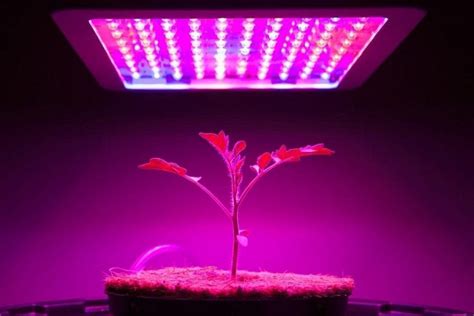 Guide to DIY LED Grow Lights | TheFragrantGarden