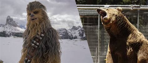 Video: Watch How Skywalker Sound Used A Bear For Chewbacca's Voice In ...