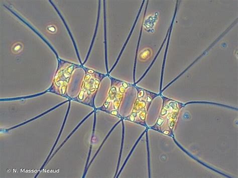 Chaetoceros decipiens Cleve, 1873-Overview