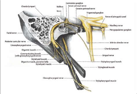 Greater Petrosal Nerve Cadaver