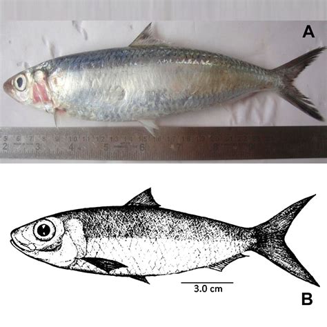 Species New to Science: [Ichthyology • 2017] Amblygaster indiana • A New Species of Clupeid Fish ...