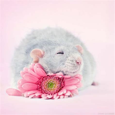 Cute Pet Rat Photos That Will Melt Your Heart by Diane Özdamar