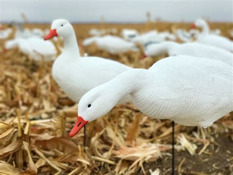 Economy Fullbody Snow Goose Decoys - Bulk Decoy Club