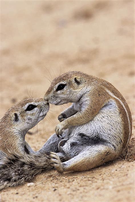 Cape Ground Squirrels Photograph by Tony Camacho - Fine Art America