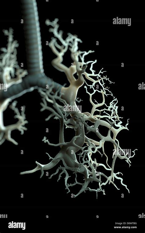 Diagram of showing the structure of the bronchus and bronchial tubes Stock Photo: 52089284 - Alamy