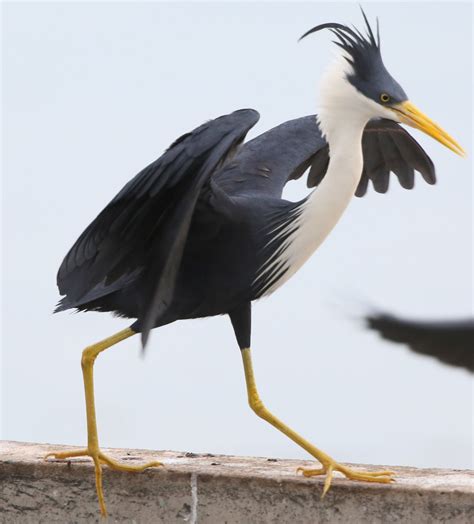 Agressive Herons | BIRDS in BACKYARDS