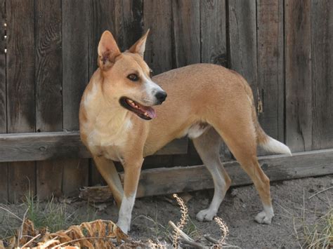 Carolina Dog (Dixie Dingo) Breed Info: Pictures, Facts & Traits | Hepper