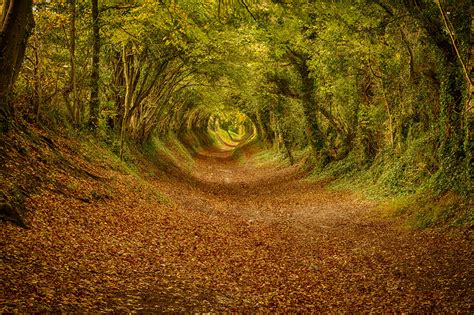 Halnaker Tunnel of Trees - Best Photo Spots