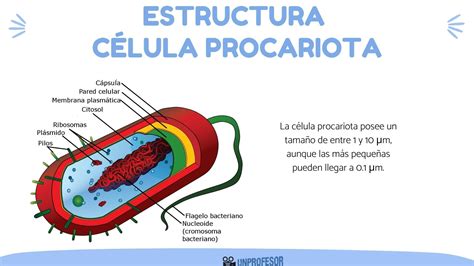 Estructura de la CÉLULA procariota - [RESUMEN con VÍDEOS]