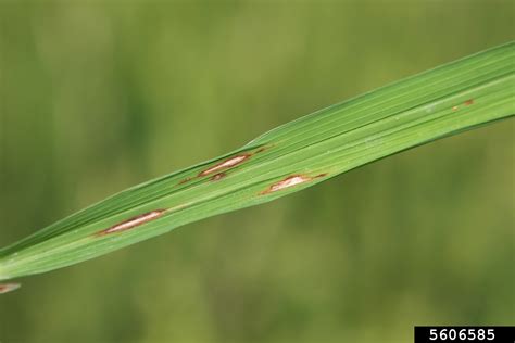 rice blast disease (Pyricularia oryzae)