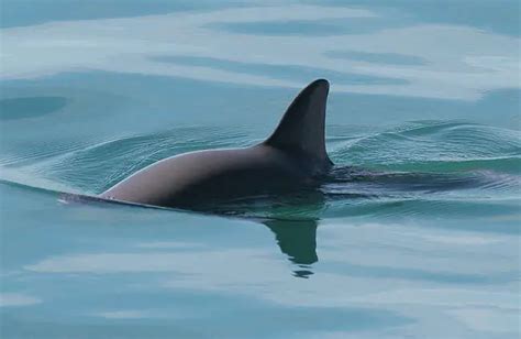 Vaquita - Description, Habitat, Image, Diet, and Interesting Facts