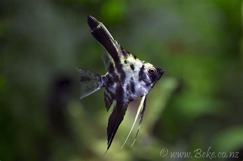 Pterophyllum scalare | Akvaristika i teraristika