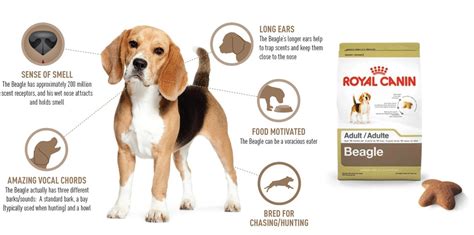 Royal Canin® Adds West Highland White Terrier and Beagle to Breed ...