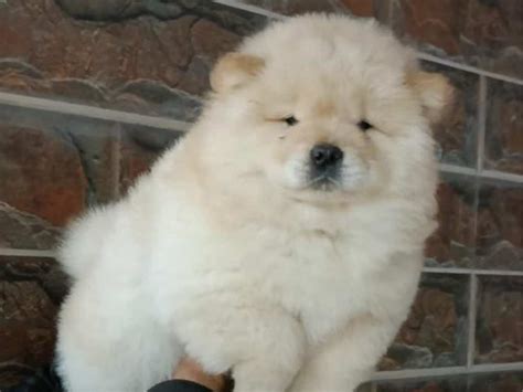 Chow Chow Puppies for Sale in Delhi | The Barking Babies