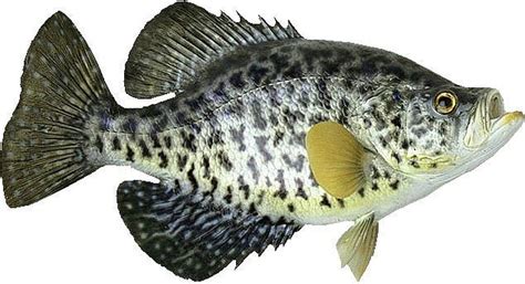 Crappie Cliparts: A Collection of Artistic Illustrations of This - Clip Art Library