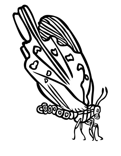 Butterfly Coloring Pages