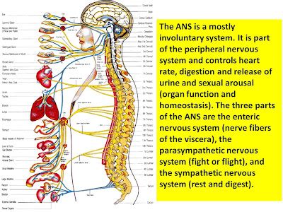 Dr Mat: Peripheral Nervous System Disorders