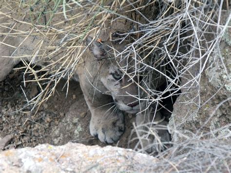 How collecting poop helps save mountain lions | Mashable