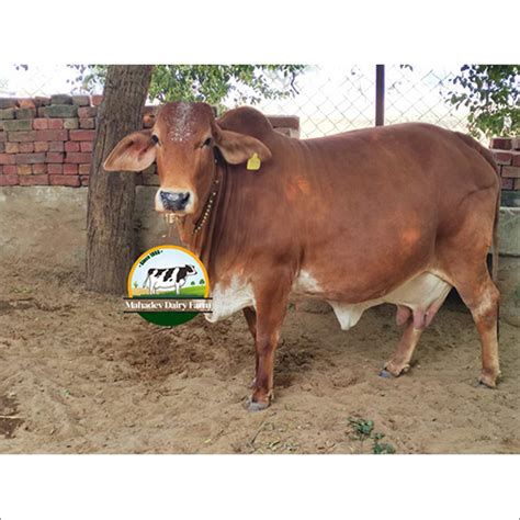 Dairy Farm Red Sindhi Cow Gender: Female at Best Price in Karnal | Mahadev Dairy Farm