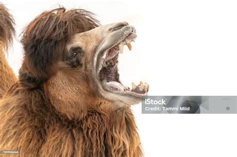 Close Up Camel Mouth Open Wide Teeth Showing Stock Photo - Download Image Now - Animal, Animal ...