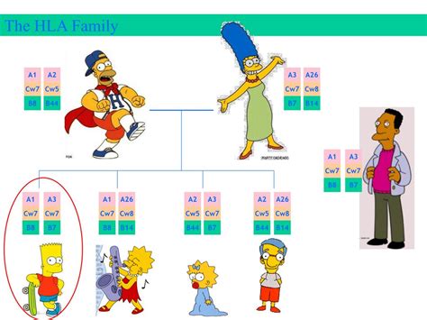 PPT - HLA: matching and donor selection PowerPoint Presentation, free ...