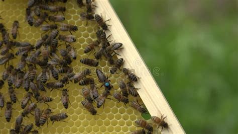 Honeycomb with Bee Bread. Bees Pack Honeycomb with Bee Bread. Stock Footage - Video of honey ...